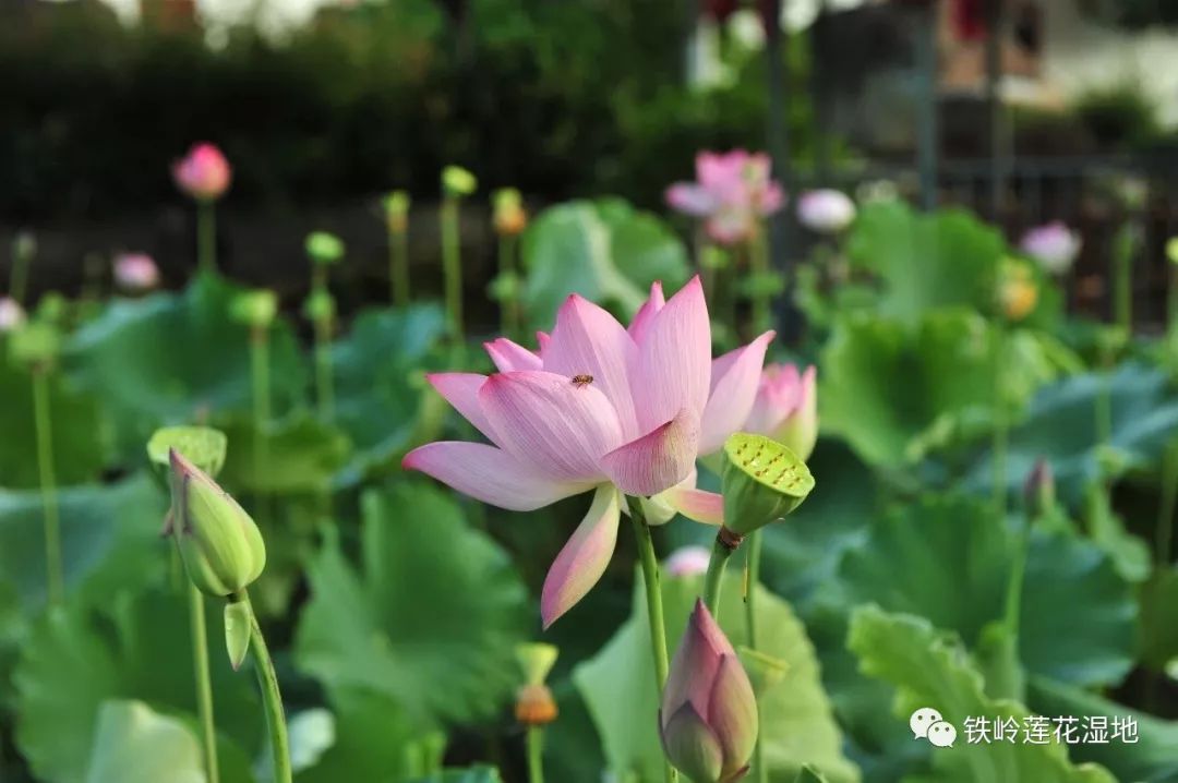 7月13日中国·铁岭第七届荷花文化旅游节盛大开幕2.jpg