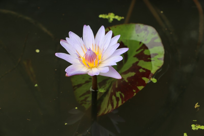 中国•铁岭第七届荷花文化旅游节在铁岭莲花湖湿地公园盛大开幕4.JPG